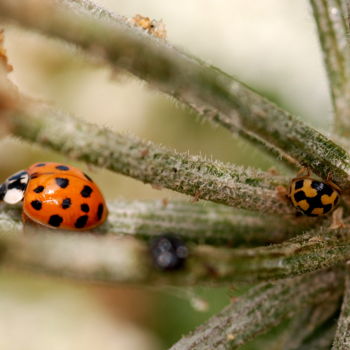 제목이 "Ladybug"인 사진 Jan Schrijver로, 원작