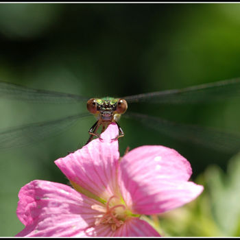 Photography titled "Look at me." by Jan Schrijver, Original Artwork