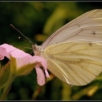 Fotografia zatytułowany „And there she is....” autorstwa Jan Schrijver, Oryginalna praca