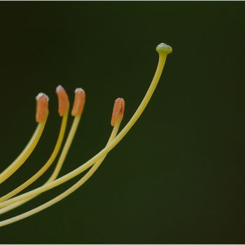 Fotografie mit dem Titel "Come together" von Jan Schrijver, Original-Kunstwerk