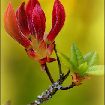 Photography titled "Good morning" by Jan Schrijver, Original Artwork