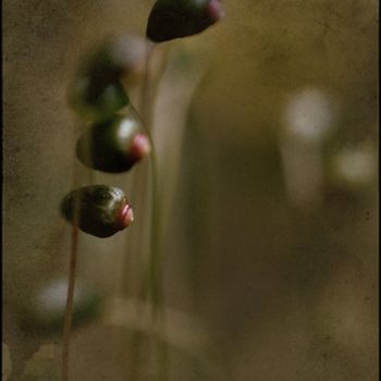 Fotografía titulada "Stalks" por Jan Schrijver, Obra de arte original