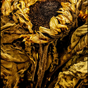 Fotografía titulada "Dried sunflowers" por Jan Schrijver, Obra de arte original, Fotografía digital