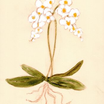 Pintura titulada "Orchid from Susann'…" por Janel Bragg, Obra de arte original, Acuarela