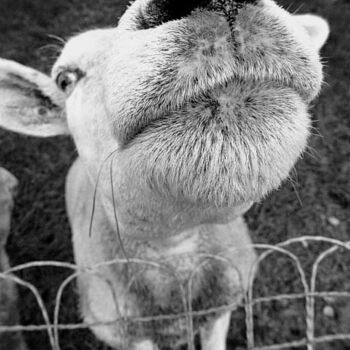 Fotografia intitolato "Le mouton curieux." da Janie B., Opera d'arte originale