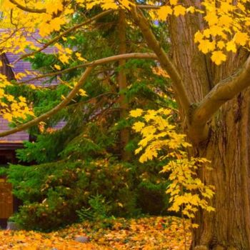 Fotografía titulada "AUTUMN GLORY" por Janos Gardonyi, Obra de arte original