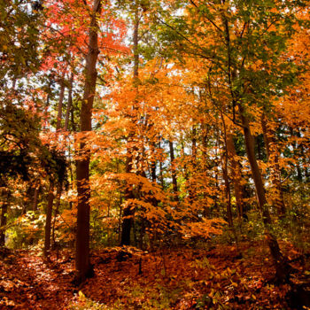 Photography titled "MAGIC FOREST" by Janos Gardonyi, Original Artwork