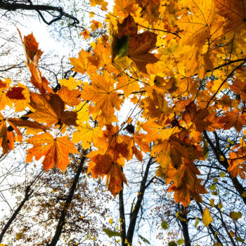 Photographie intitulée "Following Autumn 3" par Jarek Rufer, Œuvre d'art originale, Photographie numérique