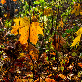 Photography titled "Following Autumn 5" by Jarek Rufer, Original Artwork, Digital Photography