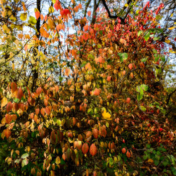 Фотография под названием "Following Autumn 8" - Jarek Rufer, Подлинное произведение искусства, Цифровая фотография