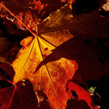 Fotografia intitolato "Lanterns of Autumn 1" da Jarek Rufer, Opera d'arte originale, Fotografia digitale