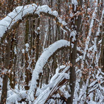 Фотография под названием "In the Winter Fores…" - Jarek Rufer, Подлинное произведение искусства, Цифровая фотография