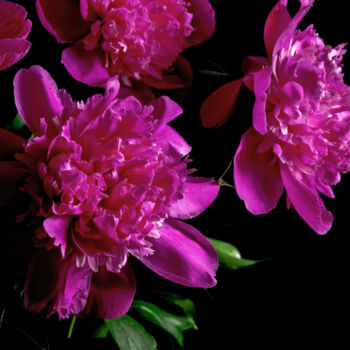Photography titled "Blooming Paeonies 8" by Jarek Rufer, Original Artwork, Digital Photography