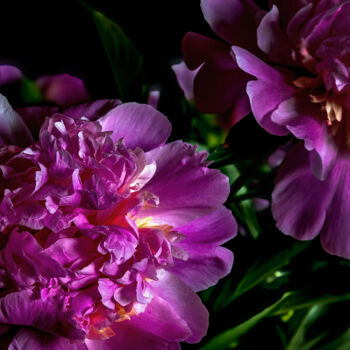 Photography titled "Blooming Paeonies 9" by Jarek Rufer, Original Artwork, Digital Photography