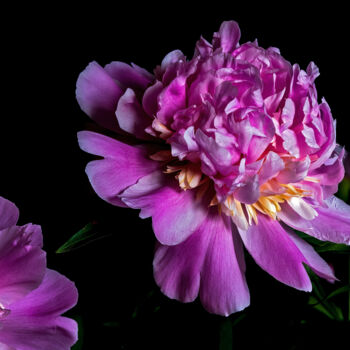 Фотография под названием "Blooming Paeonies 10" - Jarek Rufer, Подлинное произведение искусства, Не манипулируемая фотография