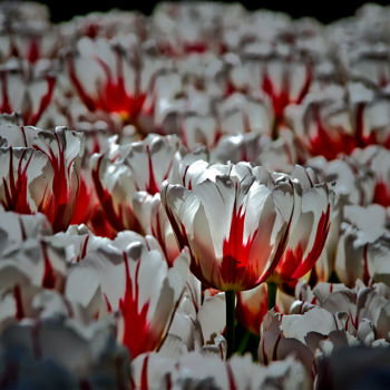 Fotografía titulada "tulipes blancs et r…" por Jarek Witkowski, Obra de arte original