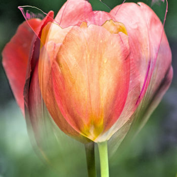Fotografia intitulada "trois tulipes" por Jarek Witkowski, Obras de arte originais, Fotografia Manipulada