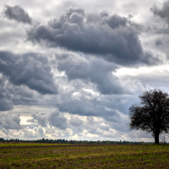 摄影 标题为“arbre solitaire” 由Jarek Witkowski, 原创艺术品