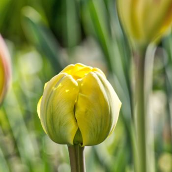 Photographie intitulée "tulipe jaune" par Jarek Witkowski, Œuvre d'art originale
