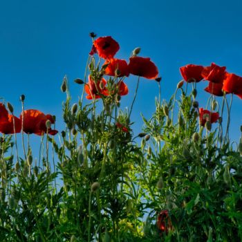 Fotografia zatytułowany „Coquelicots rouges…” autorstwa Jarek Witkowski, Oryginalna praca