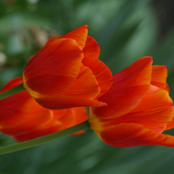 Photographie intitulée "trois tulipes rouges" par Jarek Witkowski, Œuvre d'art originale