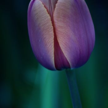 Fotografia intitolato "Tulipe pourpre /Pur…" da Jarek Witkowski, Opera d'arte originale