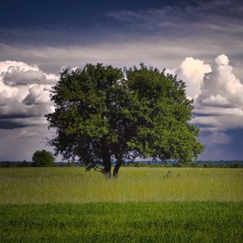 Fotografia zatytułowany „Arbre solitaire et…” autorstwa Jarek Witkowski, Oryginalna praca