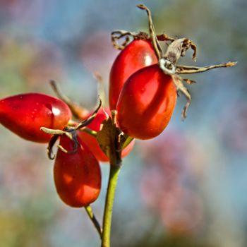 Fotografia intitolato "rose sauvage /wild…" da Jarek Witkowski, Opera d'arte originale