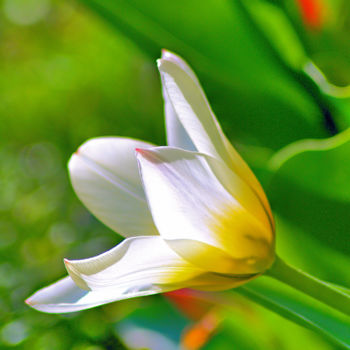 Fotografia intitolato "Tulipe blanc-jaune…" da Jarek Witkowski, Opera d'arte originale