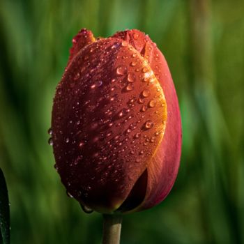 Photography titled "tulipe humide / wet…" by Jarek Witkowski, Original Artwork