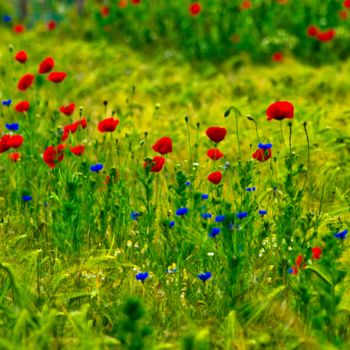 Photography titled "coquelicots rouges…" by Jarek Witkowski, Original Artwork