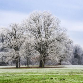 Fotografia intitolato "arbre givré / tree…" da Jarek Witkowski, Opera d'arte originale