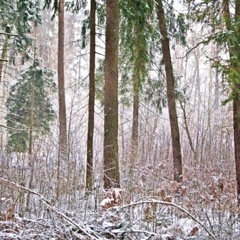 Photographie intitulée "la neige tombait /…" par Jarek Witkowski, Œuvre d'art originale