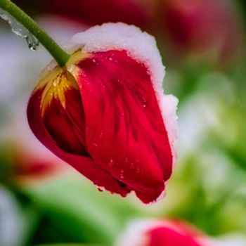 Fotografía titulada "tulipe de neige / s…" por Jarek Witkowski, Obra de arte original