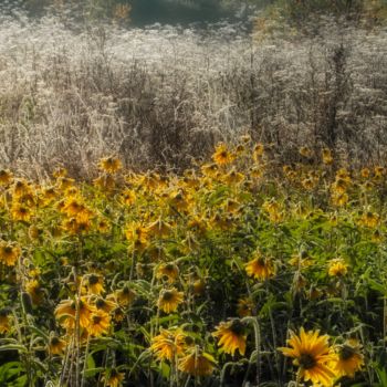 Fotografia intitulada "tournesols congelés…" por Jarek Witkowski, Obras de arte originais