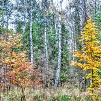 Fotografia intitolato "Forêt de novembre /…" da Jarek Witkowski, Opera d'arte originale