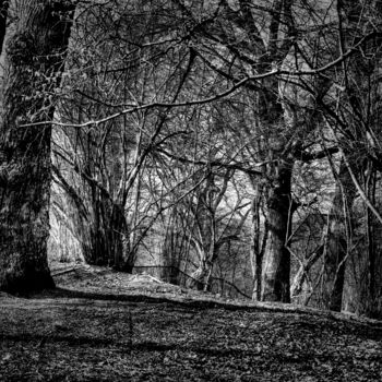 Photography titled "chênaie / Oak forest" by Jarek Witkowski, Original Artwork