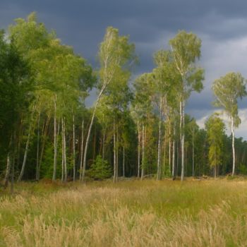 Fotografie mit dem Titel "forêt de bouleaux" von Jarek Witkowski, Original-Kunstwerk