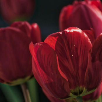 Fotografie getiteld "toulip rouge" door Jarek Witkowski, Origineel Kunstwerk