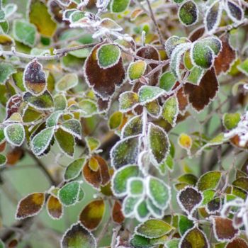 Photographie intitulée "givre dans le rôle…" par Jarek Witkowski, Œuvre d'art originale