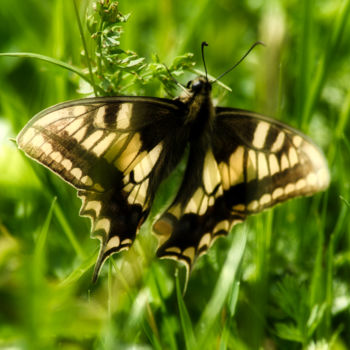 Fotografia intitolato "papillon jaune et n…" da Jarek Witkowski, Opera d'arte originale