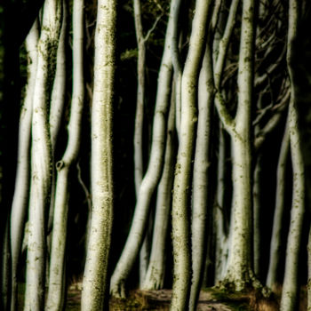 Fotografia intitulada "Forêt foncée" por Jarek Witkowski, Obras de arte originais