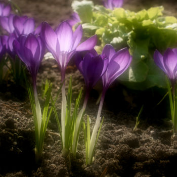 Fotografia intitulada "fleurs de printemps" por Jarek Witkowski, Obras de arte originais