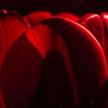 Fotografia intitulada "tulipe pleine d'émo…" por Jarek Witkowski, Obras de arte originais