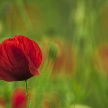 Fotografia intitulada "￼ coquelicot" por Jarek Witkowski, Obras de arte originais