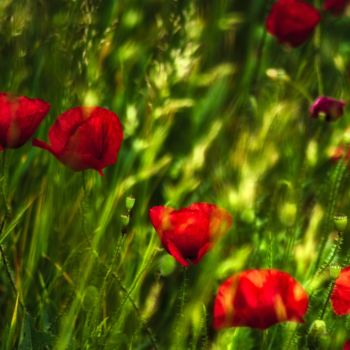 Fotografia intitolato "prairie de printemps" da Jarek Witkowski, Opera d'arte originale