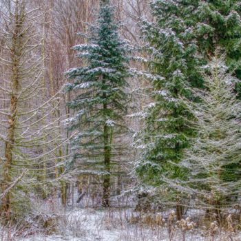 Fotografia intitolato "forêt d'hiver légèr…" da Jarek Witkowski, Opera d'arte originale