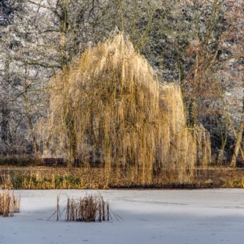 Fotografie mit dem Titel "étang gelé dans le…" von Jarek Witkowski, Original-Kunstwerk