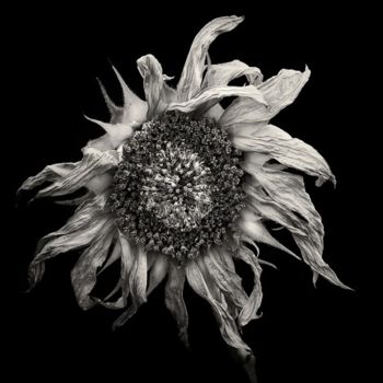 Fotografia intitolato "sunflower" da Jaromir Hron, Opera d'arte originale