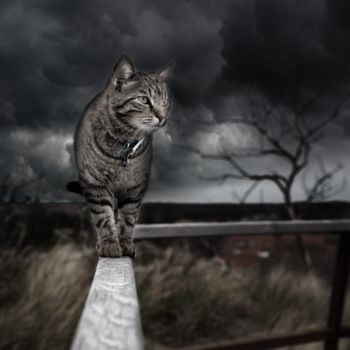 数字艺术 标题为“Cat photo manipulat…” 由Doux Rosiette (Royalty Free Stock), 原创艺术品, 照片蒙太奇